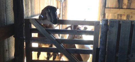 Happy Goats Inside DIY Goat Barn
